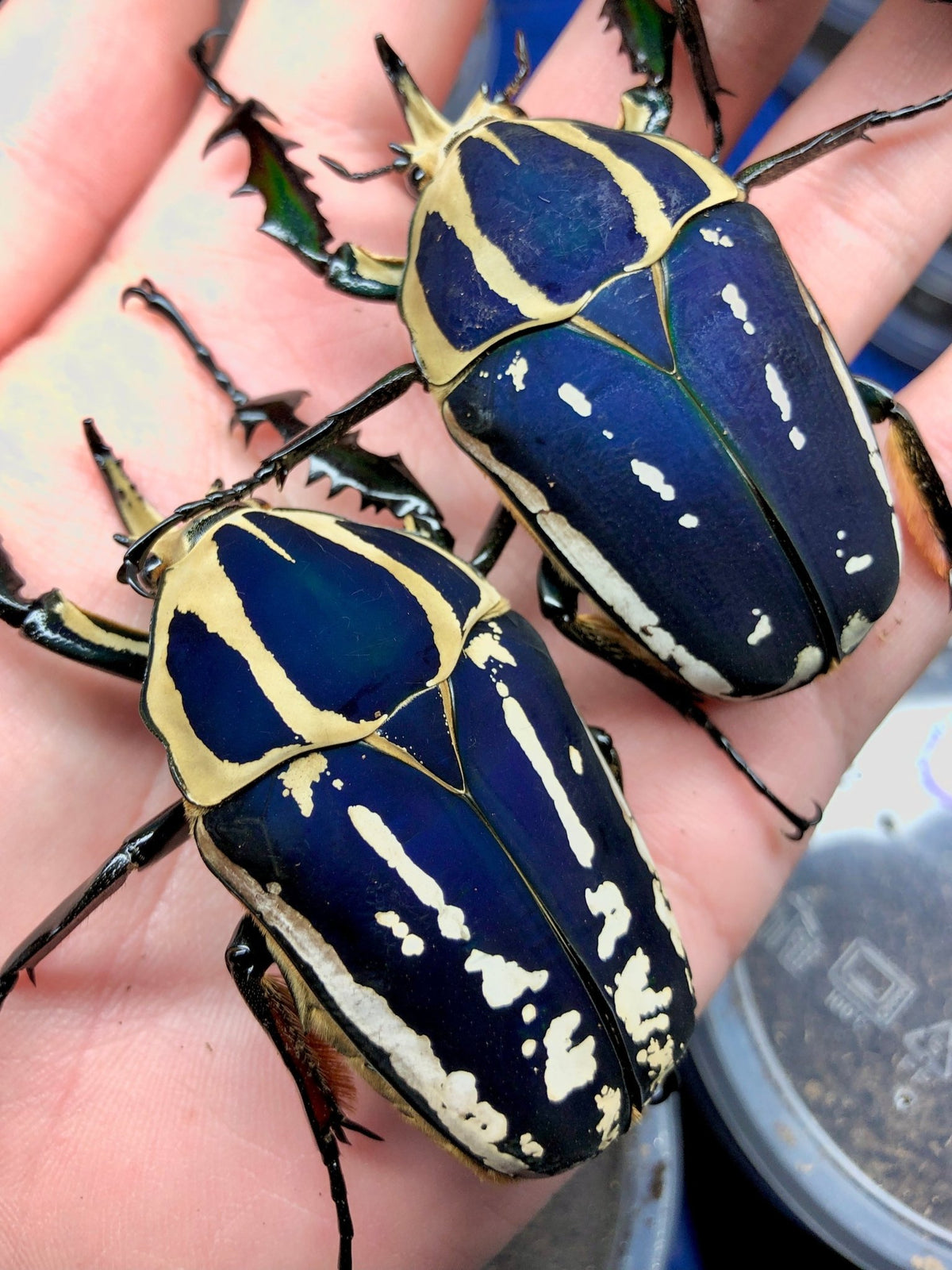 Mecynorrhina ugandensis 
