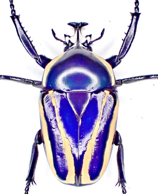 Larvae - "Blue" Purple Flower Beetle, (Dicronorrhina conradsi) - Richard’s Inverts