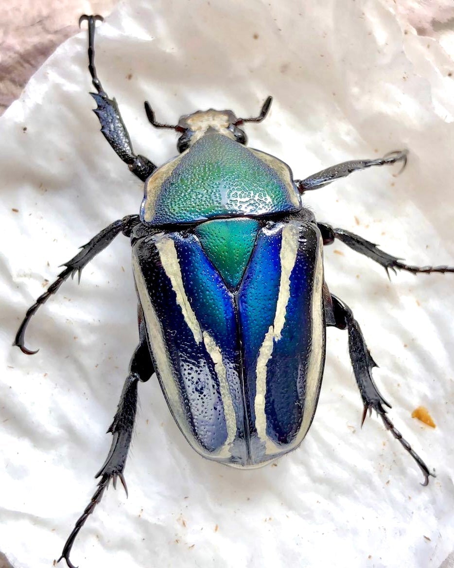 Larvae - "Blue" Purple Flower Beetle, (Dicronorrhina conradsi) - Richard’s Inverts