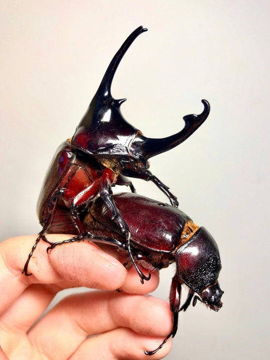 ⨂ Larvae - Centaur Rhino Beetle, (Augosoma centaurus) - Richard’s Inverts