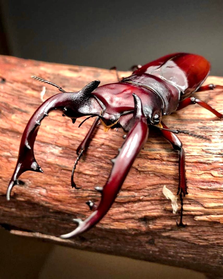 Larvae - "Crimson" Ogre Stag Beetle, (Hexarthius nyishi) - Richard’s Inverts