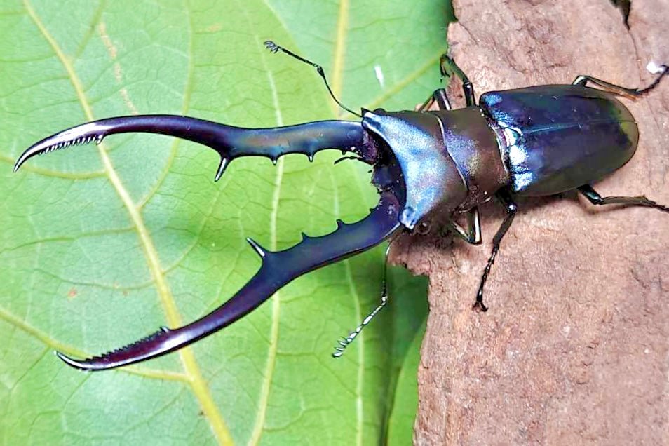 ⨂ Larvae - "Cyan" Metallic Stag Beetle, (Cyclommatus metallifer) - Richard’s Inverts
