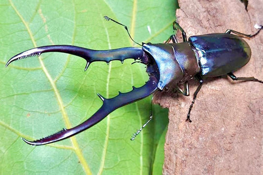 ⨂ Larvae - "Cyan" Metallic Stag Beetle, (Cyclommatus metallifer) - Richard’s Inverts