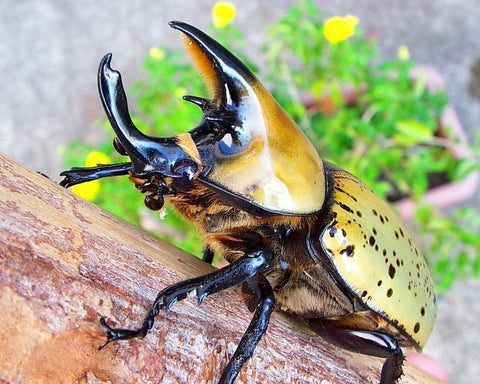 Larvae - Eastern Hercules Rhino Beetle, (Dynastes tityus) - Richard’s Inverts