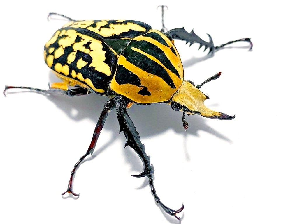Larvae - "Electric" Tiger Flower Beetle, (Mecynorrhina oberthuri) - Richard’s Inverts