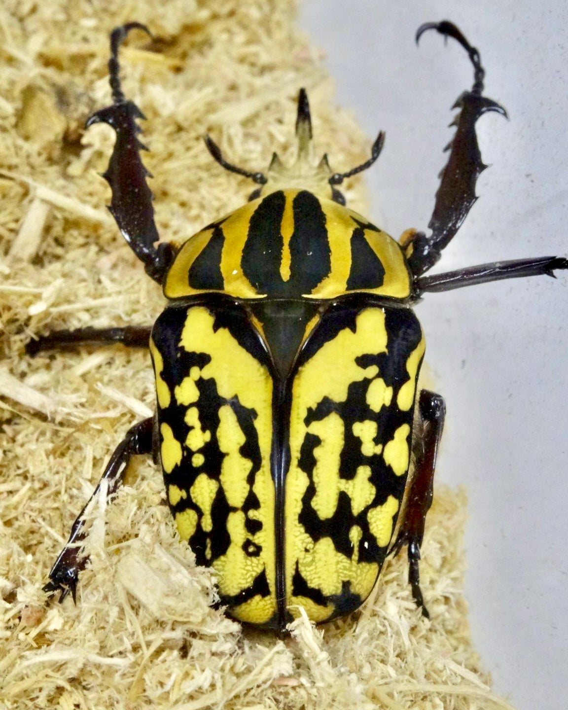 Larvae - "Electric" Tiger Flower Beetle, (Mecynorrhina oberthuri) - Richard’s Inverts