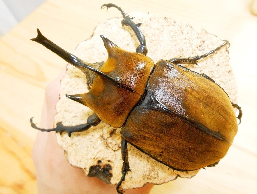 ⨂ Larvae - Elephant Rhino Beetle, (Megasoma typhon) - Richard’s Inverts