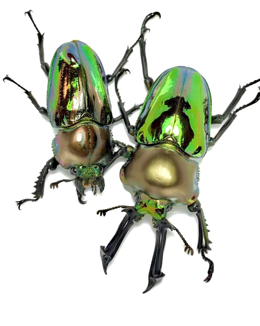Larvae - "Emerald" Rainbow Stag Beetle, (Phalacrognathus muelleri) - Richard’s Inverts