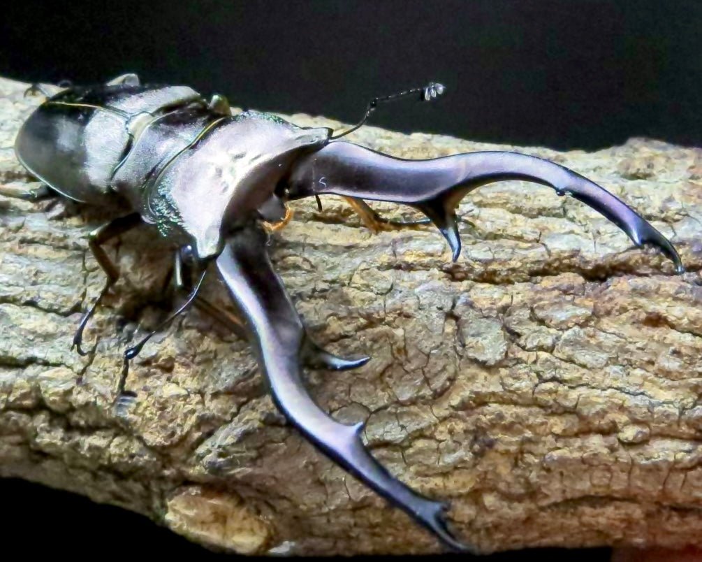 Larvae - Emperor Stag Beetle, (Cyclommatus imperator) - Richard’s Inverts