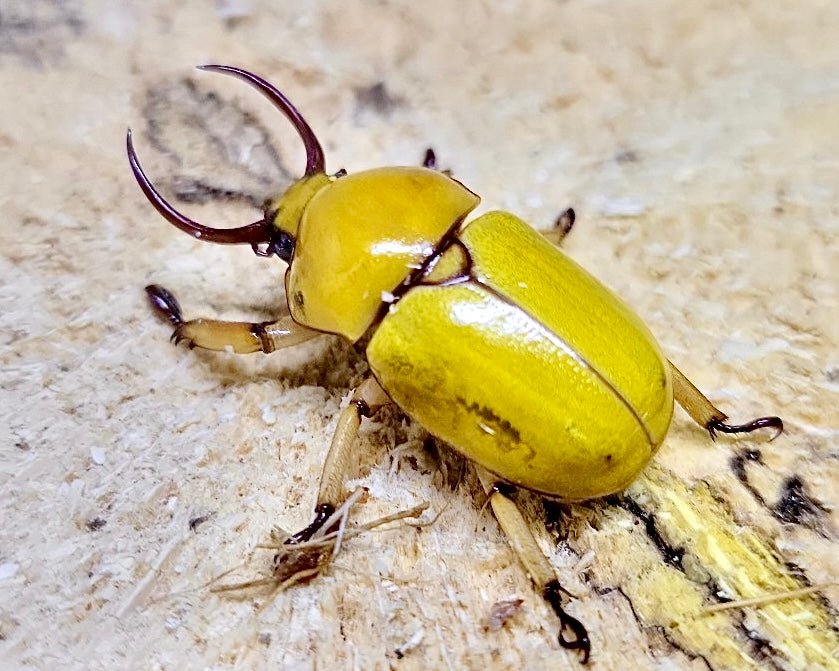 Larvae - Fanged Flower Beetle, (Fruhstorferia dohertyi) - Richard’s Inverts