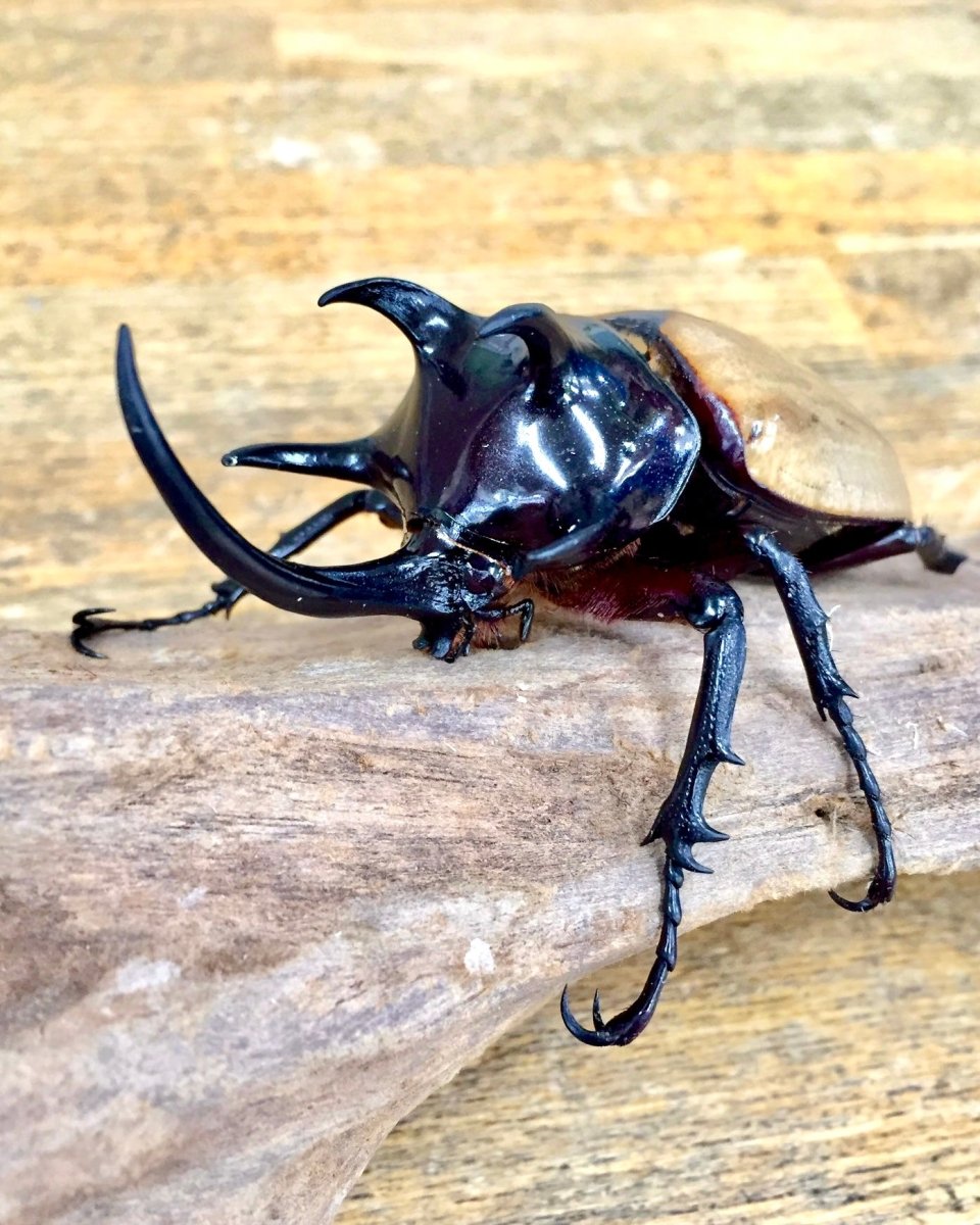 Larvae - Five-horned Rhino Beetle, (Eupatorus gracilicornis) - Richard’s Inverts