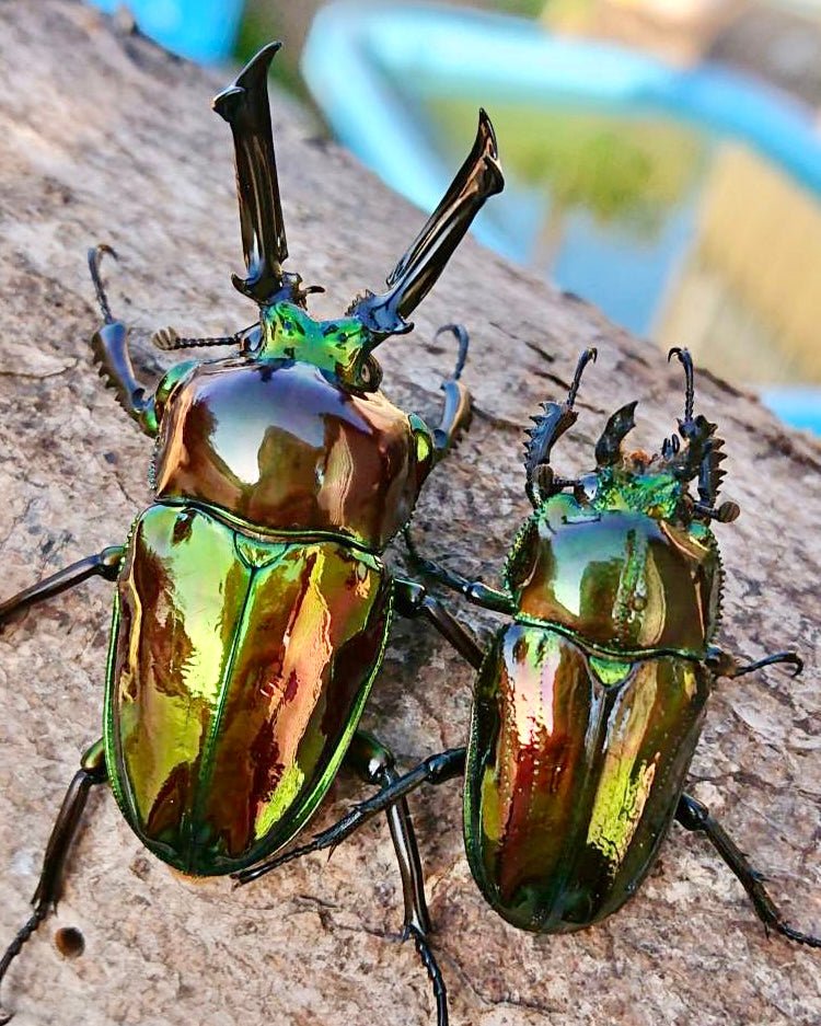 Larvae - "Fullmetal" Rainbow Stag Beetle, (Phalacrognathus muelleri) - Richard’s Inverts
