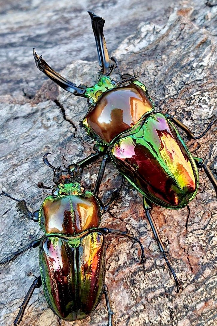 Larvae - "Fullmetal" Rainbow Stag Beetle, (Phalacrognathus muelleri) - Richard’s Inverts