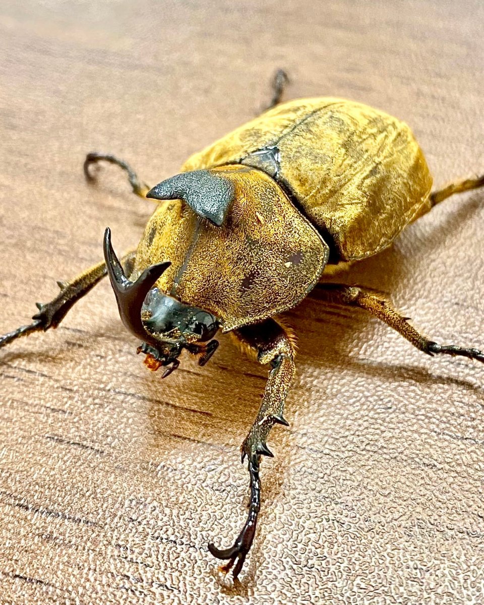 Larvae - Fuzzy Rhino Beetle, (Allomyrina pfeifferi) - Richard’s Inverts