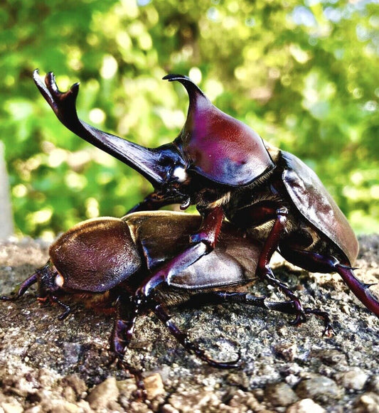 ⨂ Larvae - "Ghost Eye" Japanese Rhino Beetle, (Trypoxylus dichotomus) - Richard’s Inverts