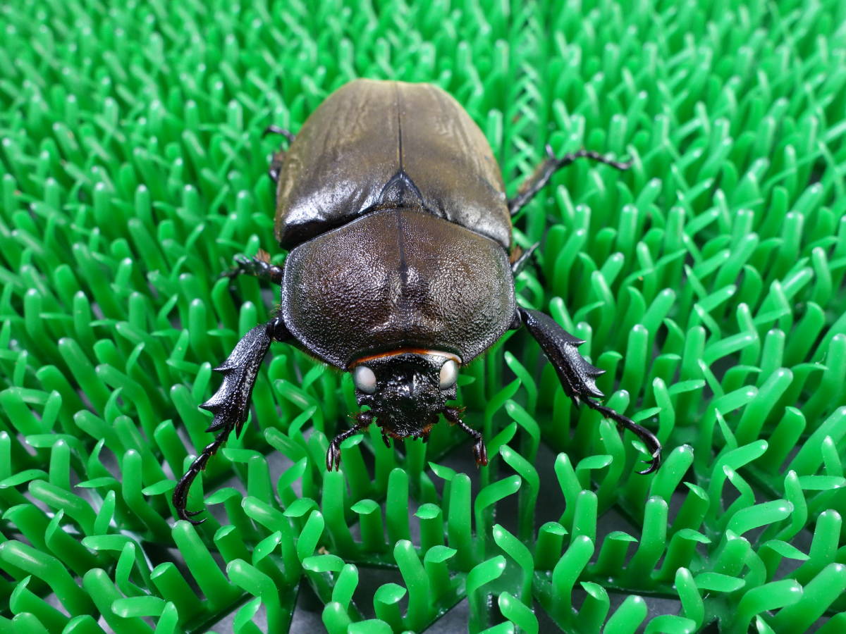 ⨂ Larvae - "Ghost Eye" Japanese Rhino Beetle, (Trypoxylus dichotomus) - Richard’s Inverts
