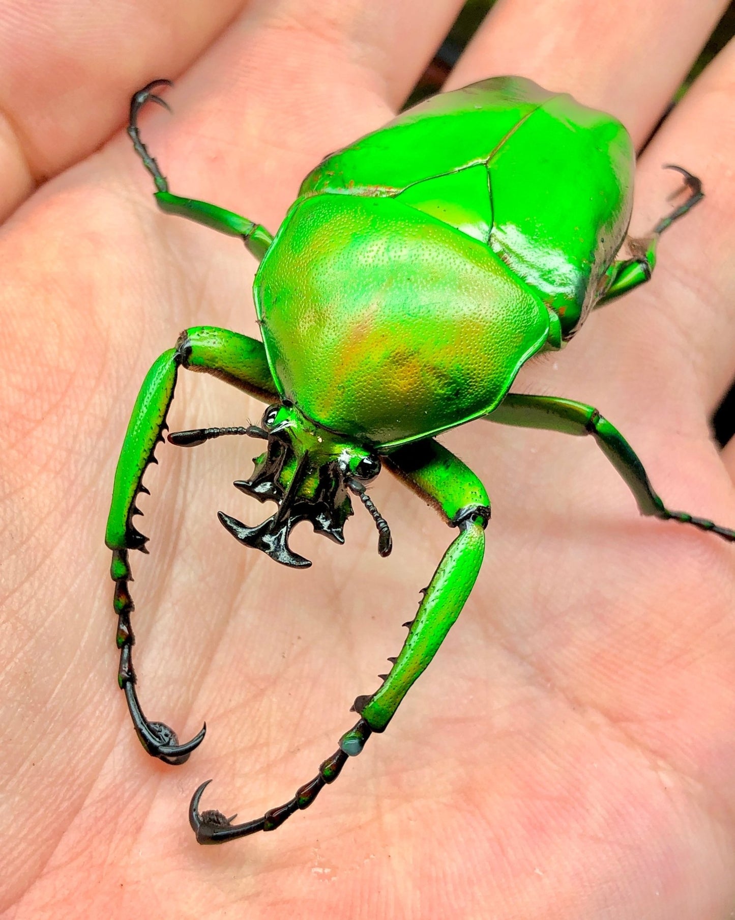 Larvae - Giant Flower Beetle, (Dicronorrhina micans) - Richard’s Inverts