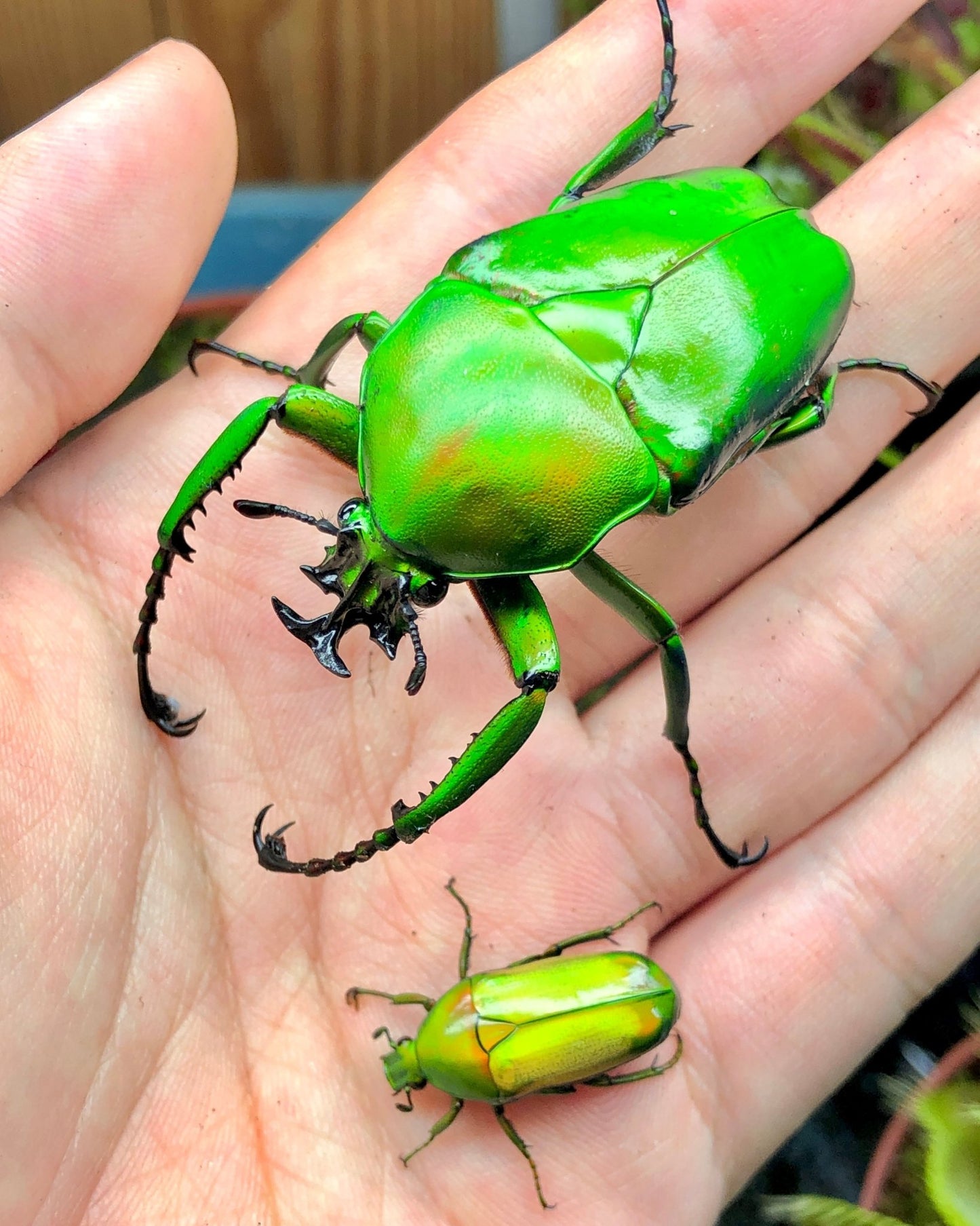 Larvae - Giant Flower Beetle, (Dicronorrhina micans) - Richard’s Inverts