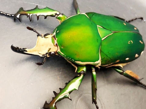 ⨂ Larvae - Giant Flower Beetle, (Mecynorrhina immaculicollis) - Richard’s Inverts
