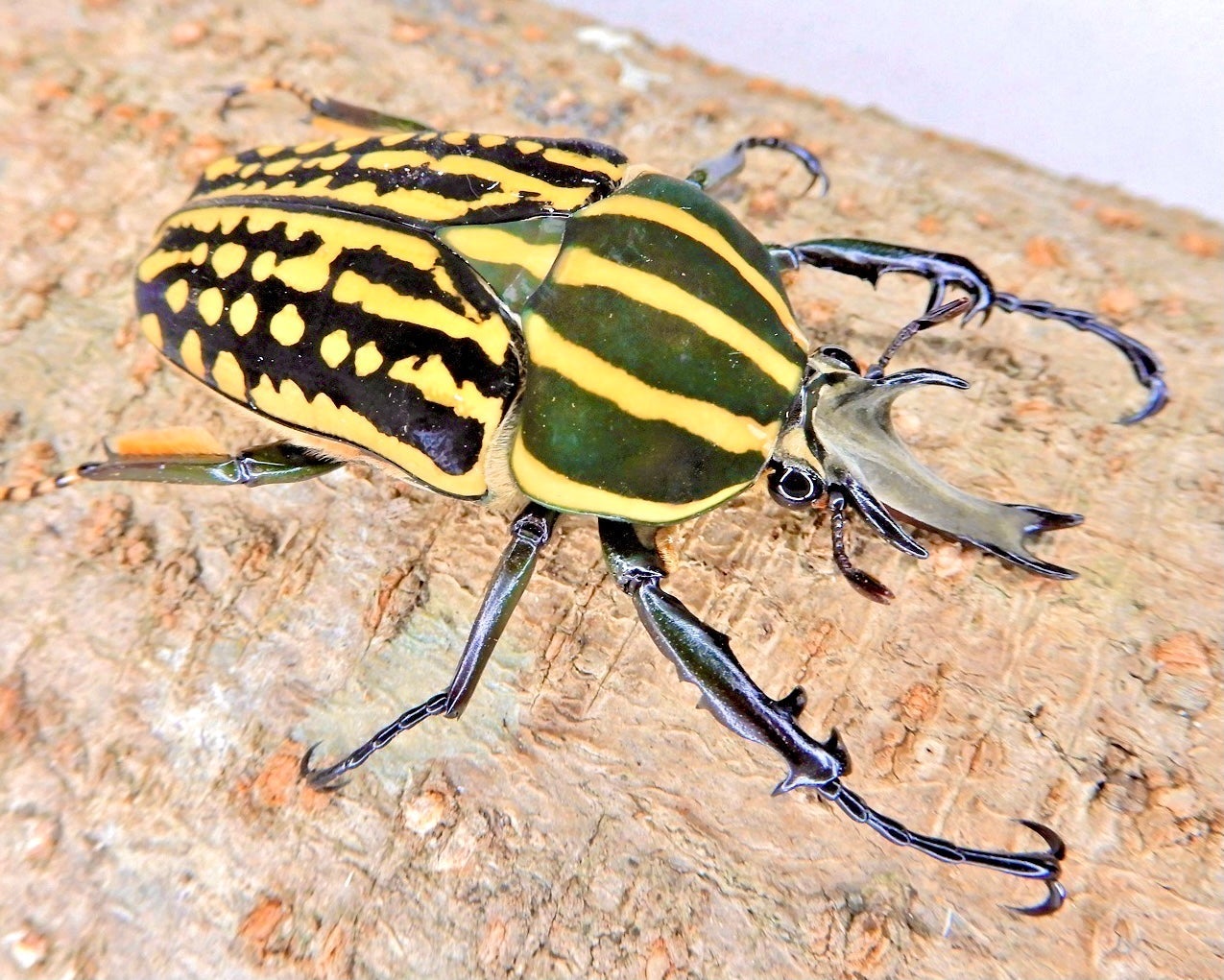 ⨂ Larvae - Giant Flower Beetle, (Mecynorrina savagei) - Richard’s Inverts