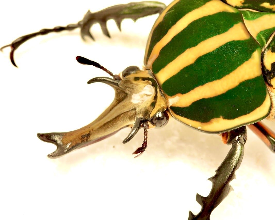 ⨂ Larvae - Giant Flower Beetle, (Mecynorrina savagei) - Richard’s Inverts