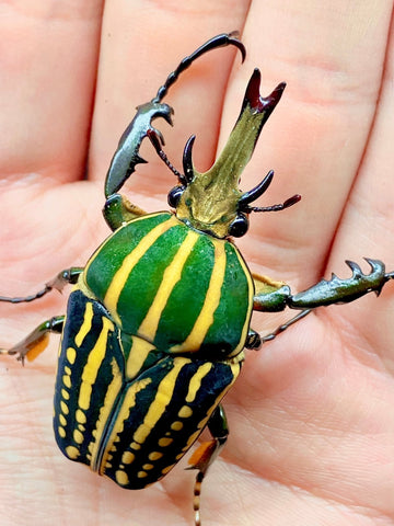 ⨂ Larvae - Giant Flower Beetle, (Mecynorrina savagei) - Richard’s Inverts