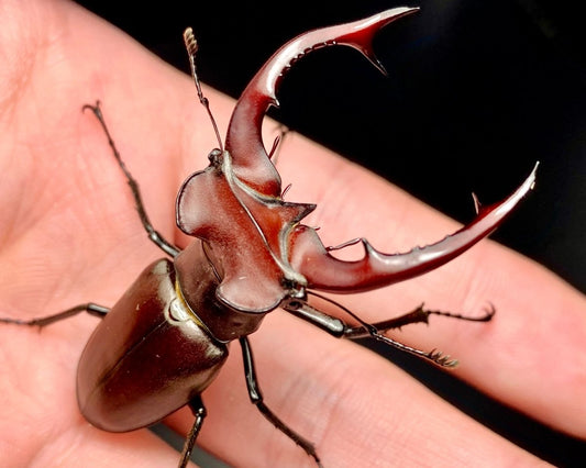 Larvae - Giant Stag Beetle, (Lucanus elaphus) - Richard’s Inverts
