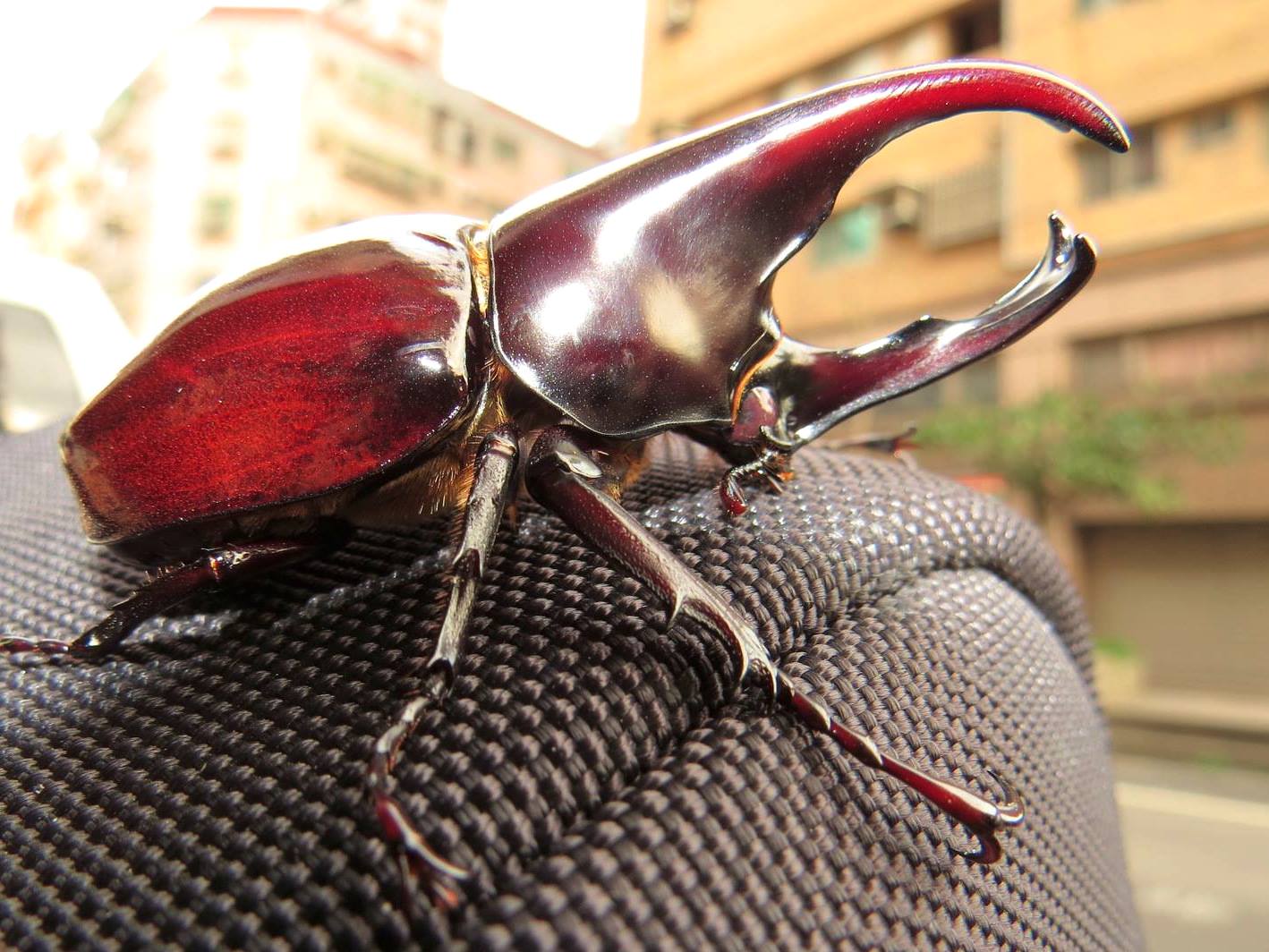 ⨂ Larvae - Gideon Rhino Beetle, (Xylotrupes sumatrensis) - Richard’s Inverts