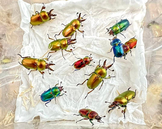Larvae - Golden Stag Beetle, (Lamprima latreillii) - Richard’s Inverts