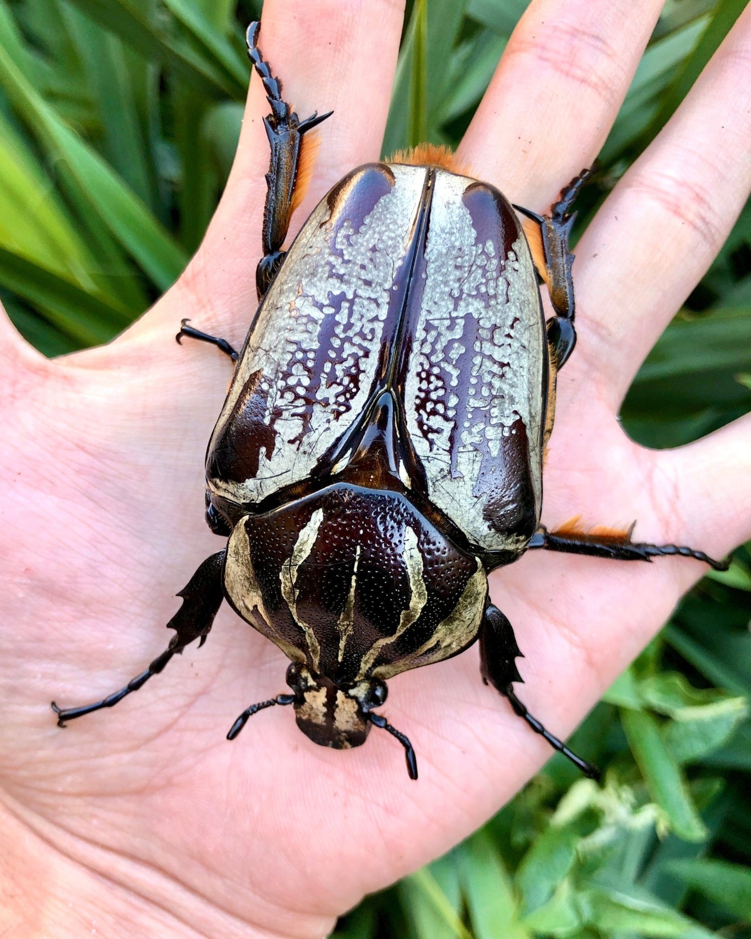 Larvae - Goliath Flower Beetle, (Goliathus goliatus) - Richard’s Inverts