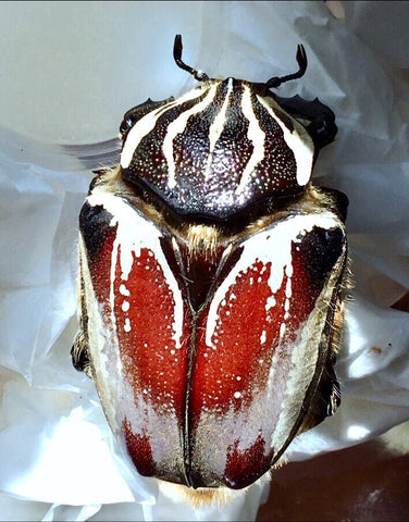 Larvae - Goliath Flower Beetle, (Goliathus goliatus) - Richard’s Inverts