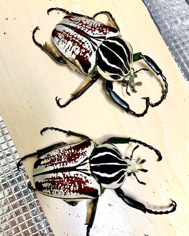 Larvae - Goliath Flower Beetle, (Goliathus goliatus) - Richard’s Inverts