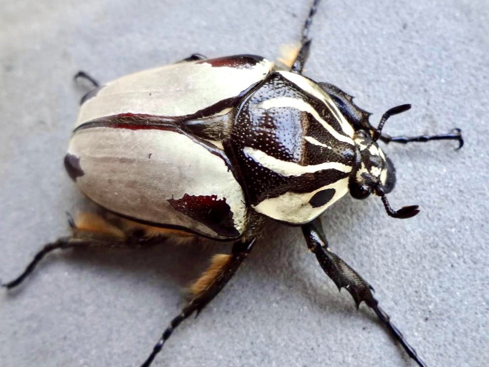 Larvae - Goliath Flower Beetle, (Goliathus quadrimaculatus) - Richard’s Inverts