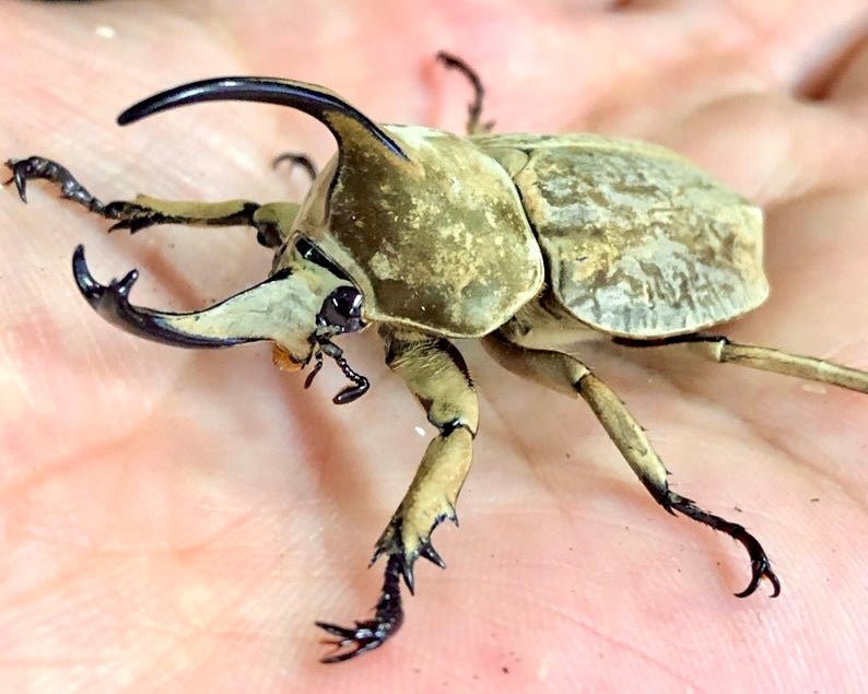 Larvae - Grand Velvet Rhino Beetle, (Spodistes grandis) - Richard’s Inverts