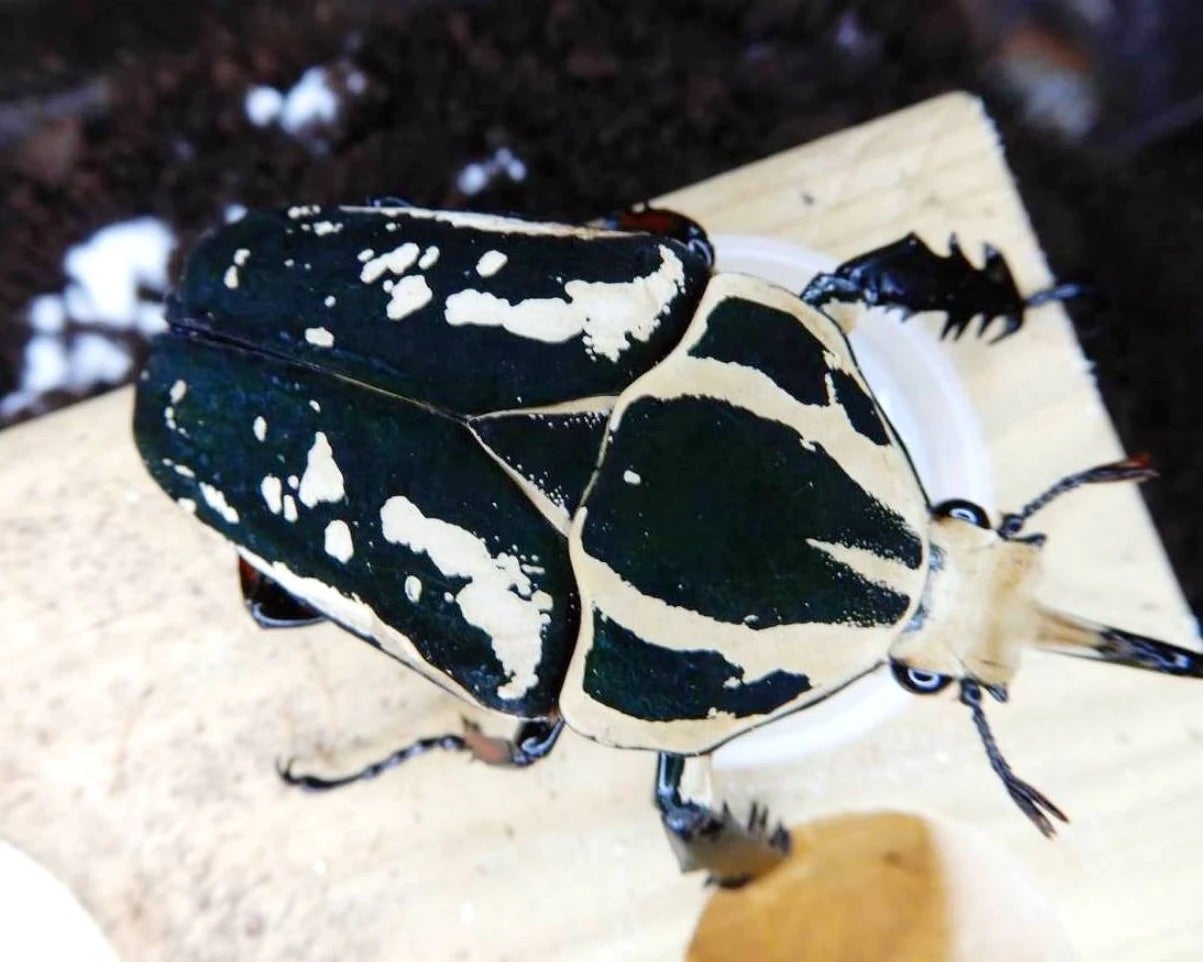 ⨂ Larvae - "Great White" Giant Flower Beetle, (Mecynorrhina ugandensis) - Richard’s Inverts