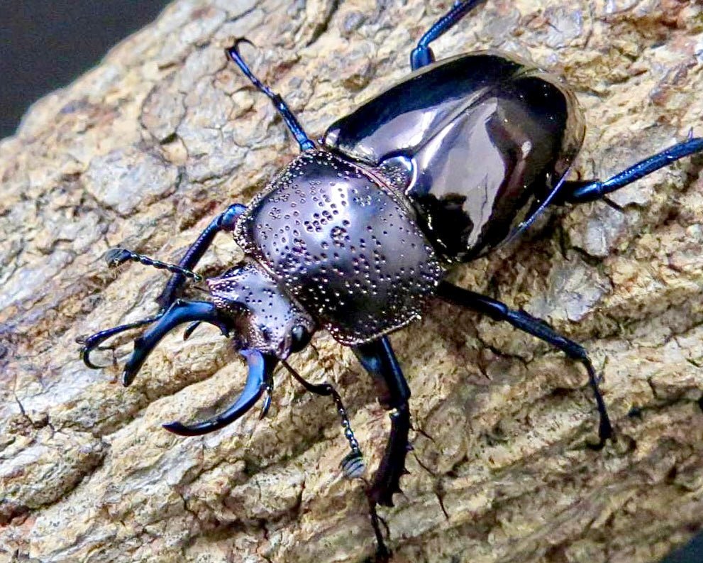 Larvae - Gunmetal Stag Beetle, (Streptocerus speciosus) - Richard’s Inverts