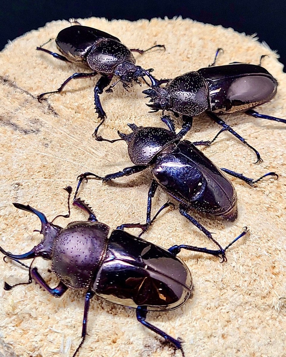 Larvae - Gunmetal Stag Beetle, (Streptocerus speciosus) - Richard’s Inverts