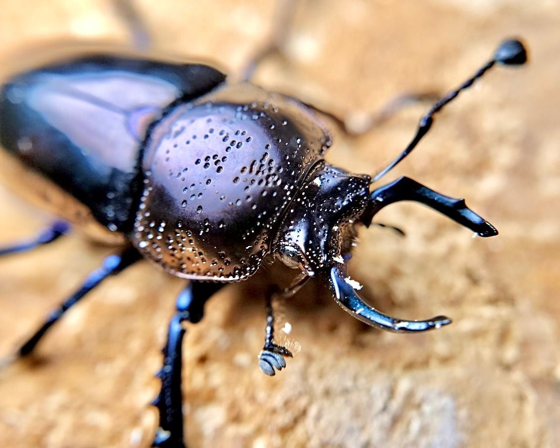 Larvae - Gunmetal Stag Beetle, (Streptocerus speciosus) - Richard’s Inverts
