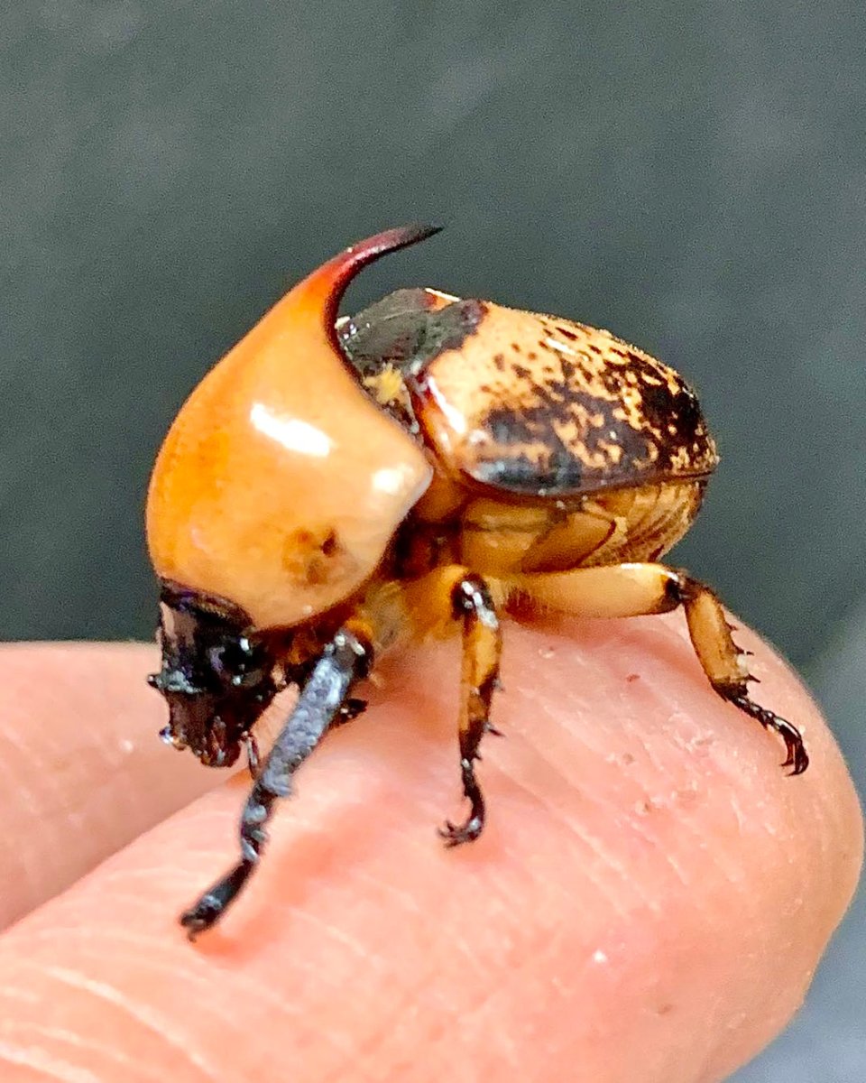 Larvae - Helmet Flower Beetle, (Peperonota harringtoni) - Richard’s Inverts
