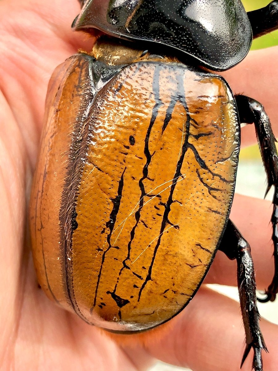 Larvae - Hercules Rhino Beetle, (Dynastes occidentalis) - Richard’s Inverts