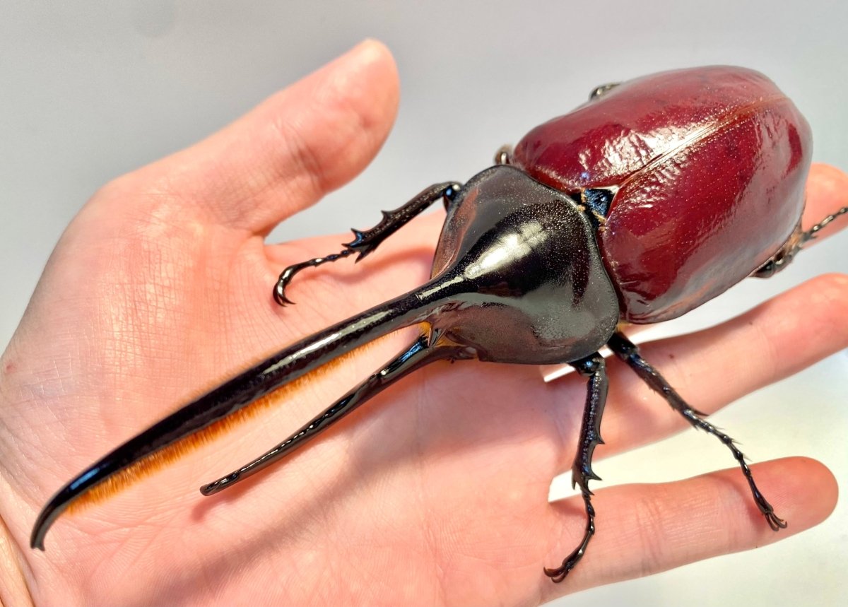 Larvae - Hercules Rhino Beetle, (Dynastes occidentalis) - Richard’s Inverts