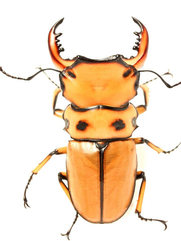 Larvae - Hooded Stag Beetle, (Homoderus mellyi) - Richard’s Inverts