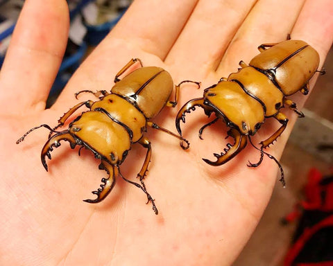 Larvae - Hooded Stag Beetle, (Homoderus mellyi) - Richard’s Inverts
