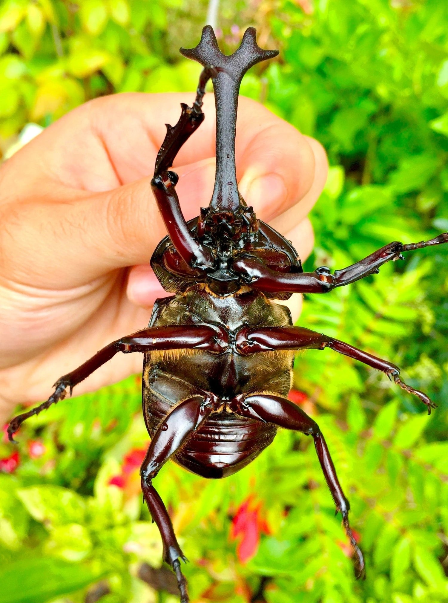 Larvae - Japanese Rhino Beetle, (Trypoxylus dichotomus) - Richard’s Inverts