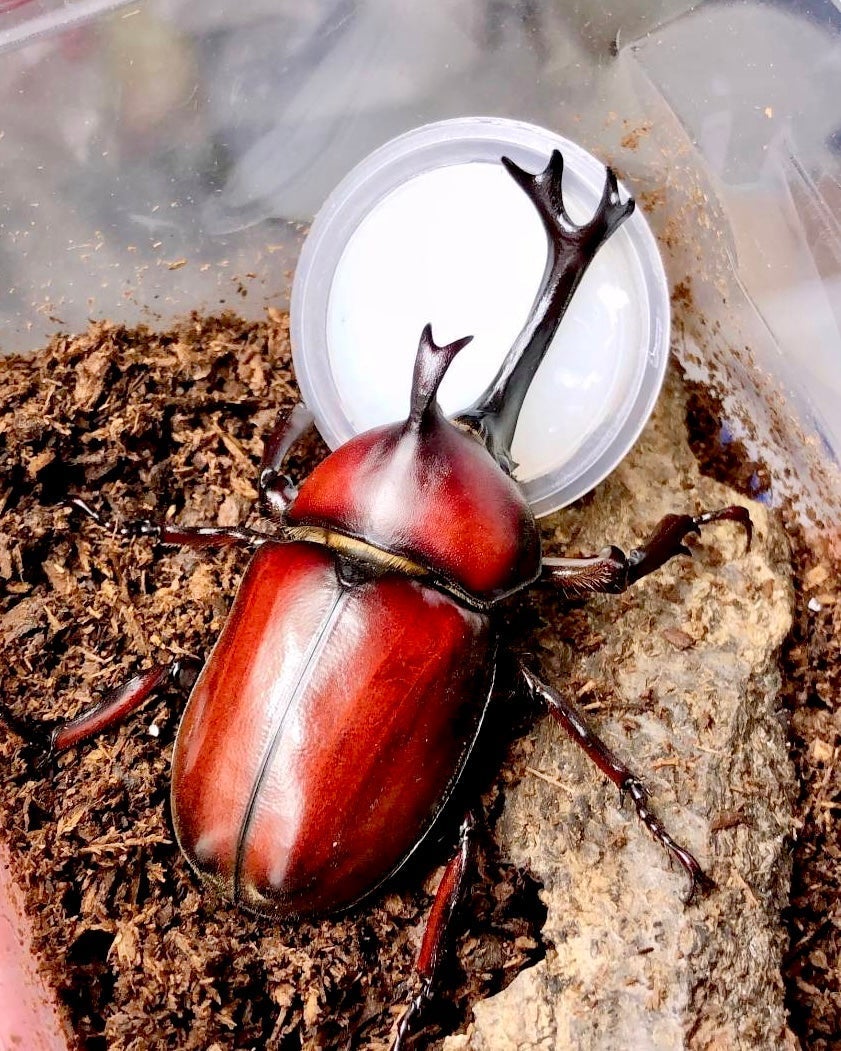 Larvae - Japanese Rhino Beetle, (Trypoxylus dichotomus) - Richard’s Inverts