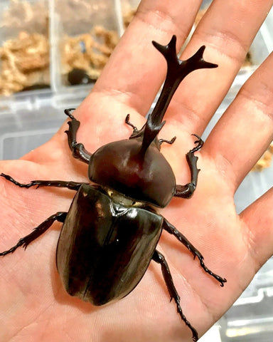 Larvae - Japanese Rhino Beetle, (Trypoxylus dichotomus) - Richard’s Inverts