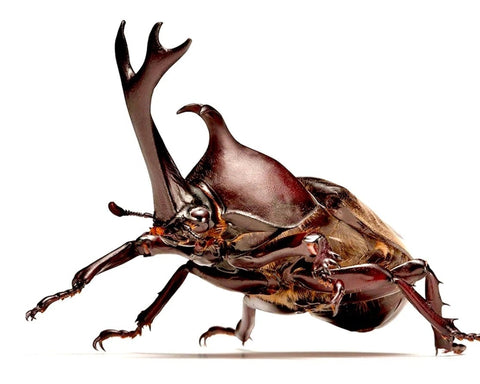 Larvae - Japanese Rhino Beetle, (Trypoxylus dichotomus) - Richard’s Inverts