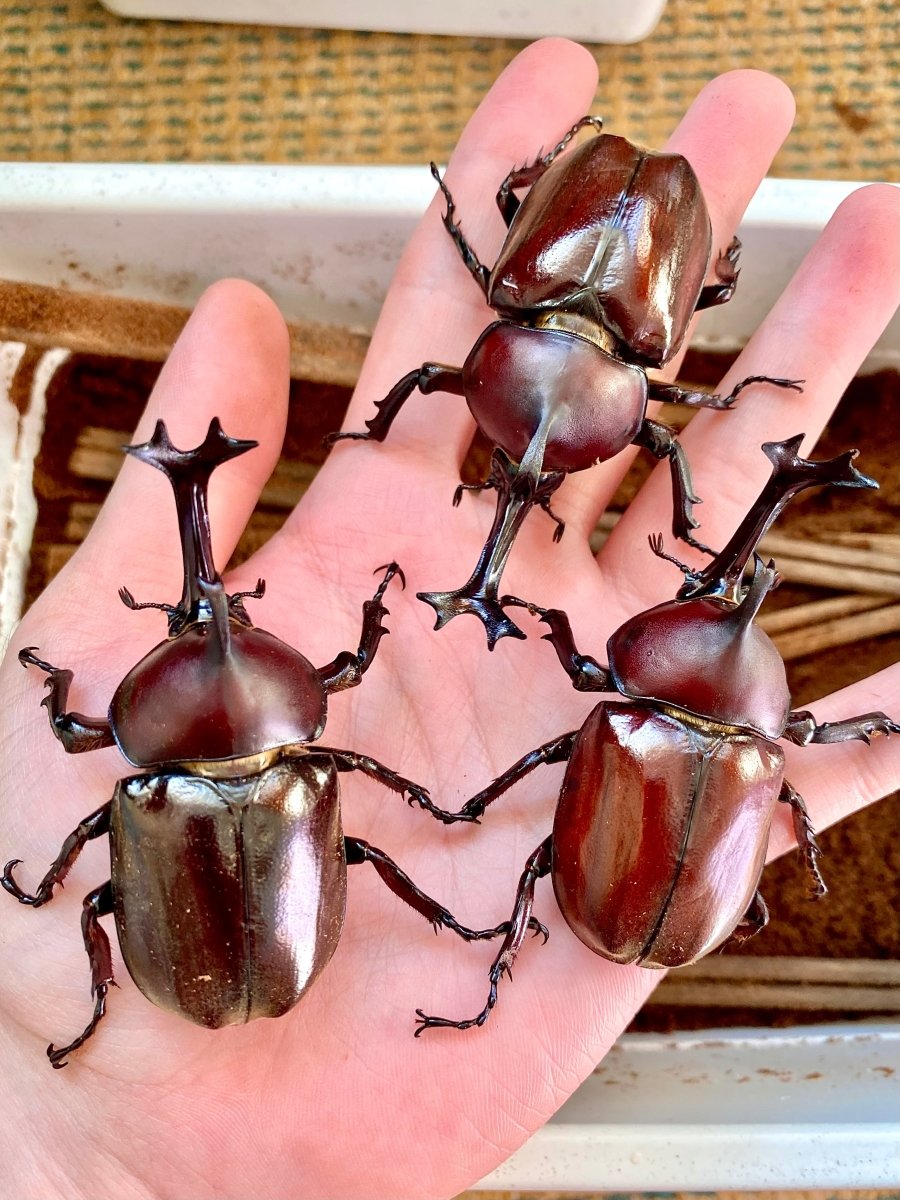Larvae - Japanese Rhino Beetle, (Trypoxylus tsunobosonis) - Richard’s Inverts