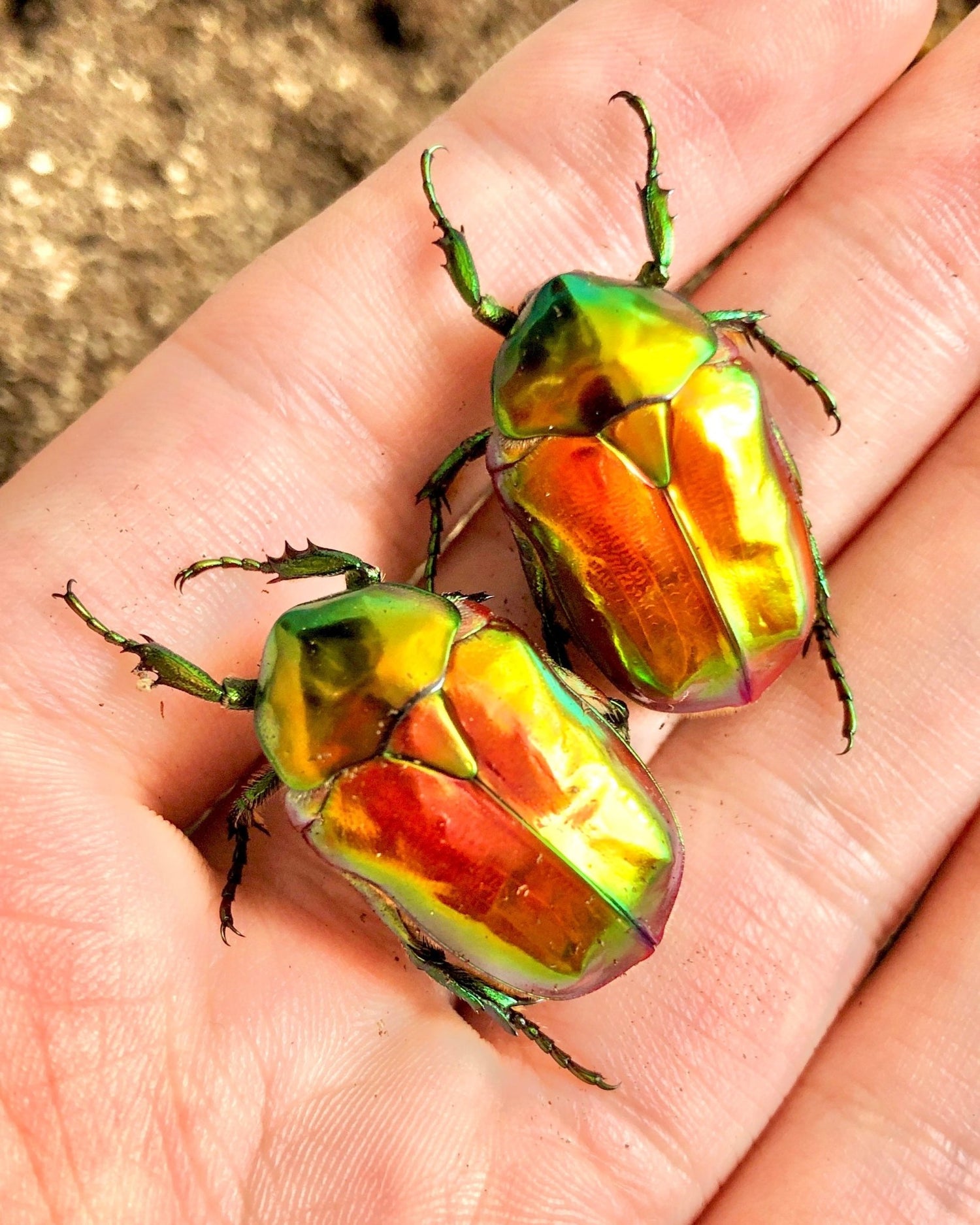 ⨂ Larvae - Jewel Flower Beetle, (Protaetia aeruginosa) - Richard’s Inverts