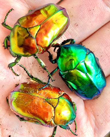 ⨂ Larvae - Jewel Flower Beetle, (Protaetia aeruginosa) - Richard’s Inverts